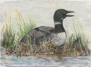 Common Loon