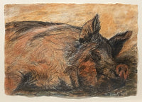 Large Pig in Mud