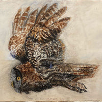 Great Gray Owl