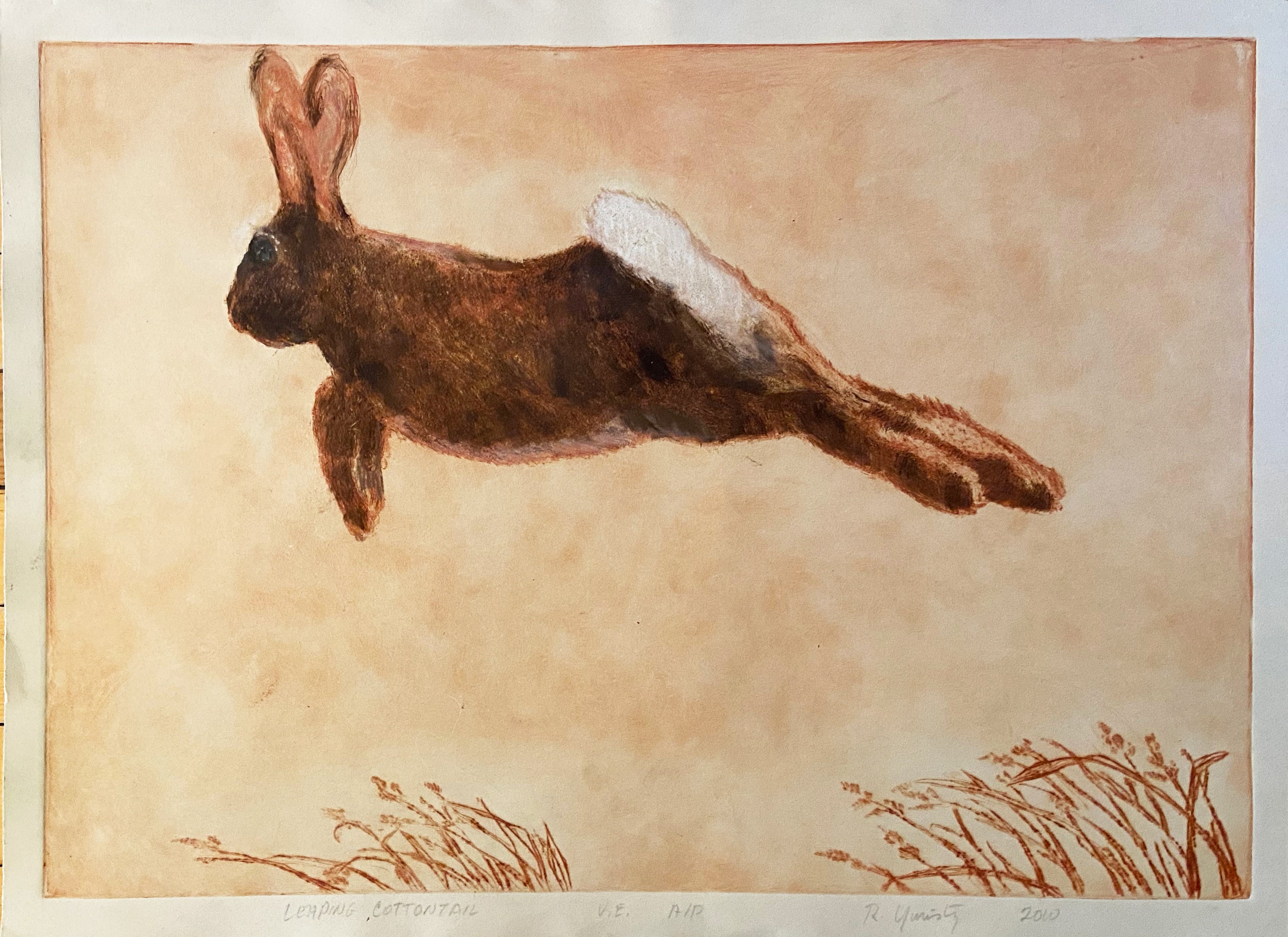 Leaping Cottontail