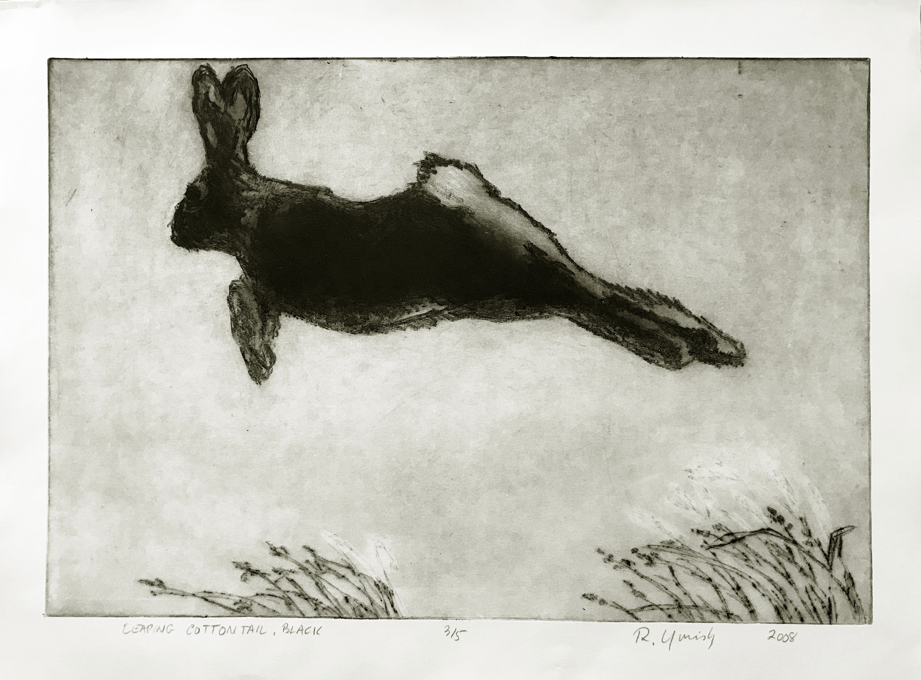 Leaping Cottontail (black)